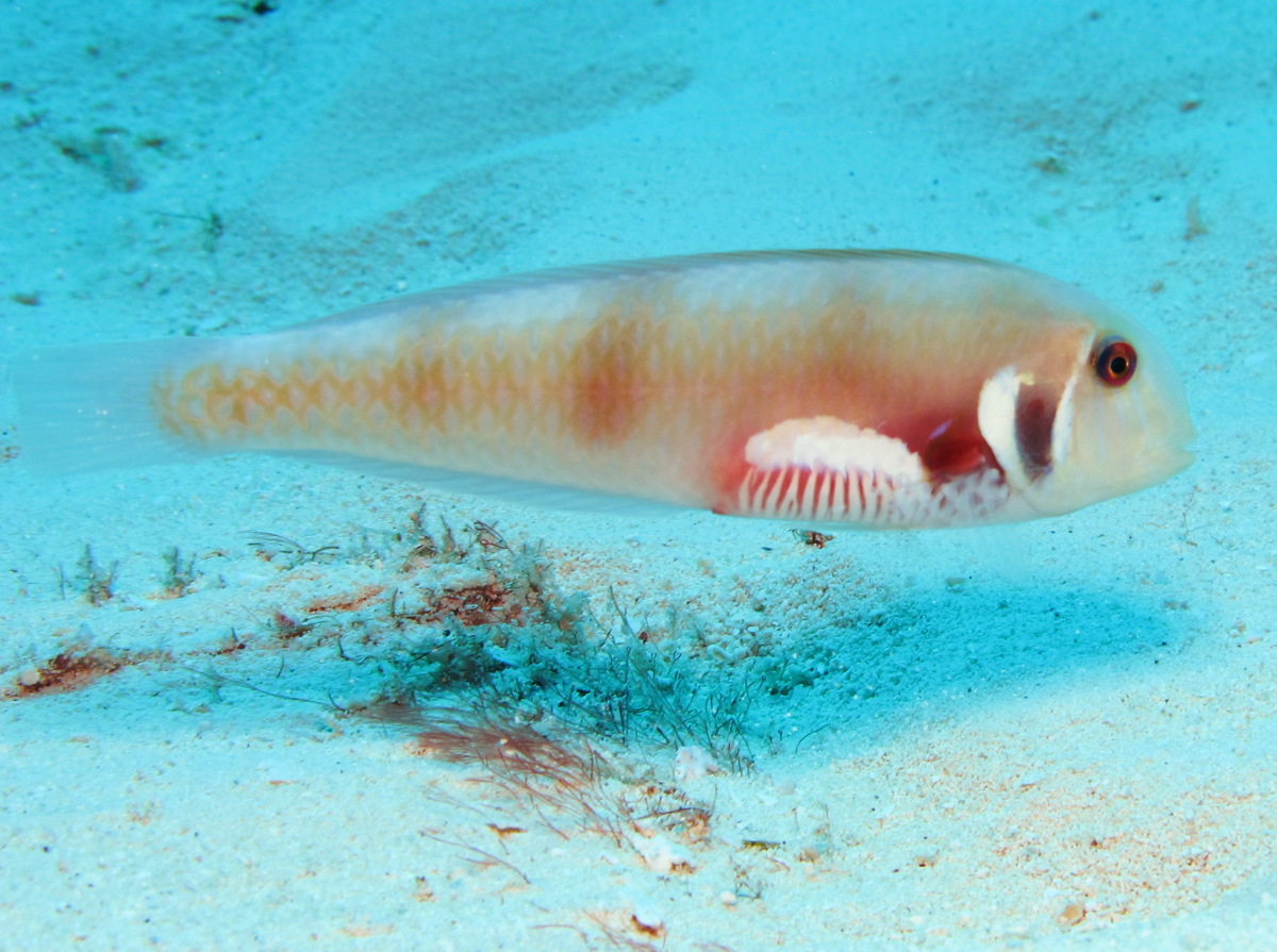 Rosy Razorfish